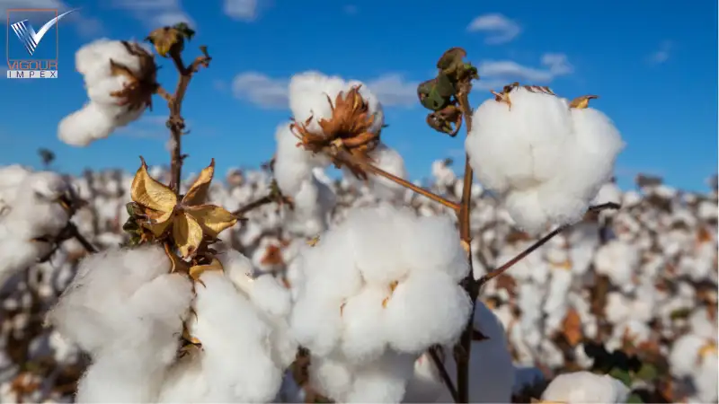 The Rise of Organic and Regenerative Cotton - Vigour Impex
